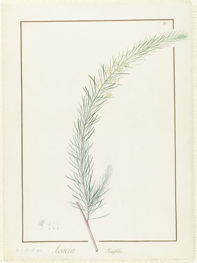 Acacia Linifolia by Pierre Joseph Redouté